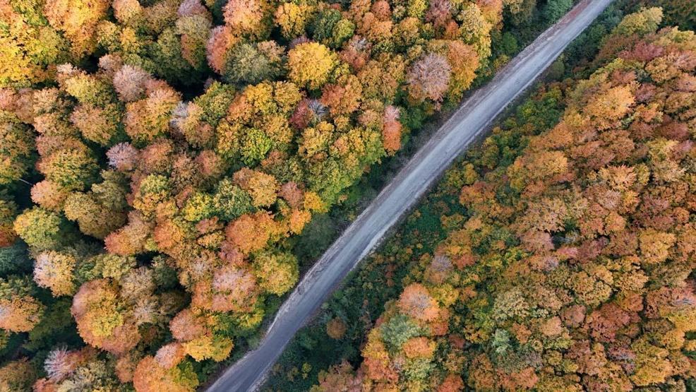 Kırklarelinin Longoz ve Istranca ormanları sonbaharın renklerine büründü