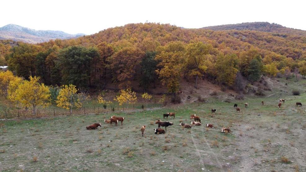 Adeta doğada bir tablo, Şebek Geçidinde sonbahar güzelliği mest ediyor