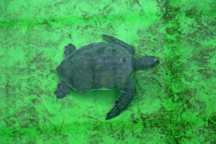 Caretta carettalarda cinsiyet dengesini bozan gelişme: Yuvadan çıkan her 10 yavrudan 9u dişi