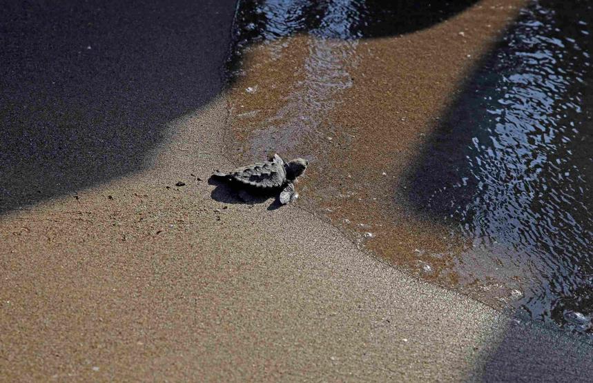 Caretta carettalarda cinsiyet dengesini bozan gelişme: Yuvadan çıkan her 10 yavrudan 9u dişi