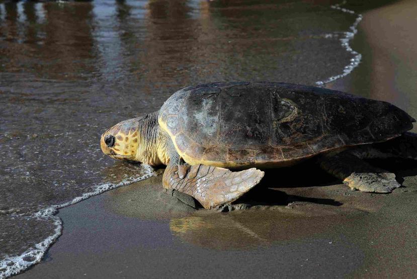 Caretta carettalarda cinsiyet dengesini bozan gelişme: Yuvadan çıkan her 10 yavrudan 9u dişi