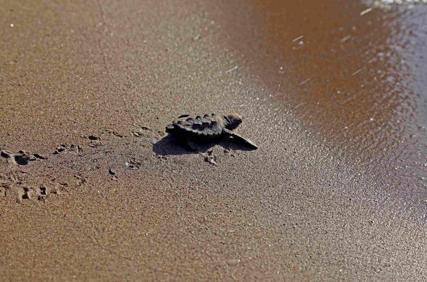 Caretta carettalarda cinsiyet dengesini bozan gelişme: Yuvadan çıkan her 10 yavrudan 9u dişi