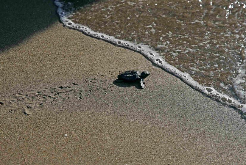 Caretta carettalarda cinsiyet dengesini bozan gelişme: Yuvadan çıkan her 10 yavrudan 9u dişi