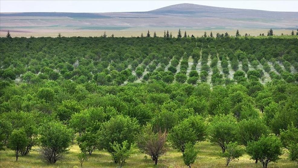 TİGEM İŞÇİ ALIMI 2026: TİGEM 254 Personel Alımı İŞKUR Başvuru Sonuçları Açıklandı Mı Sonuçlar Nereden Öğrenilir
