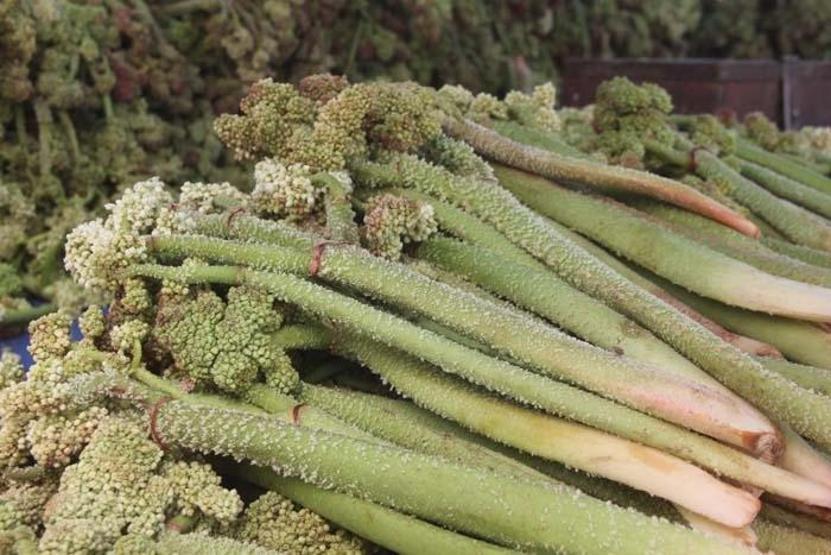 Doğada Kendiliğinden Yetişiyor C, A, B1, B2, E ve K Vitamini Deposu Doğal İlaç Tezgahlarda 300 TLden Satılıyor