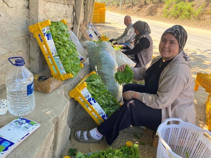 Alaşehir’de yaprak mesaisi başladı: Üreticiye erken kazanç kapısı