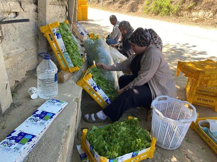 Alaşehir’de yaprak mesaisi başladı: Üreticiye erken kazanç kapısı