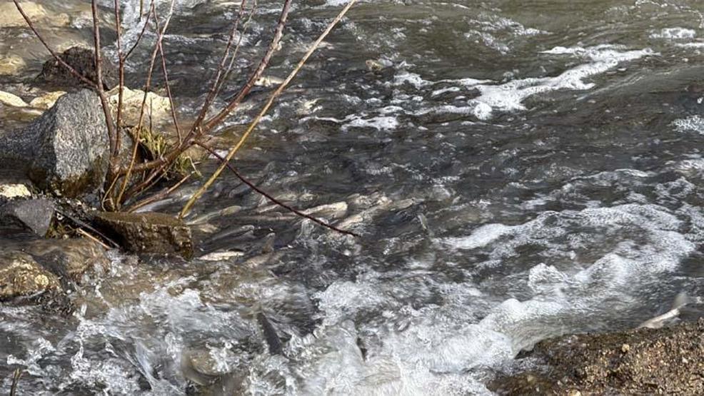 Vanda belgeselleri aratmayan görüntüler: İNCİ KEFALİNİN ÖLÜMLE YARIŞI