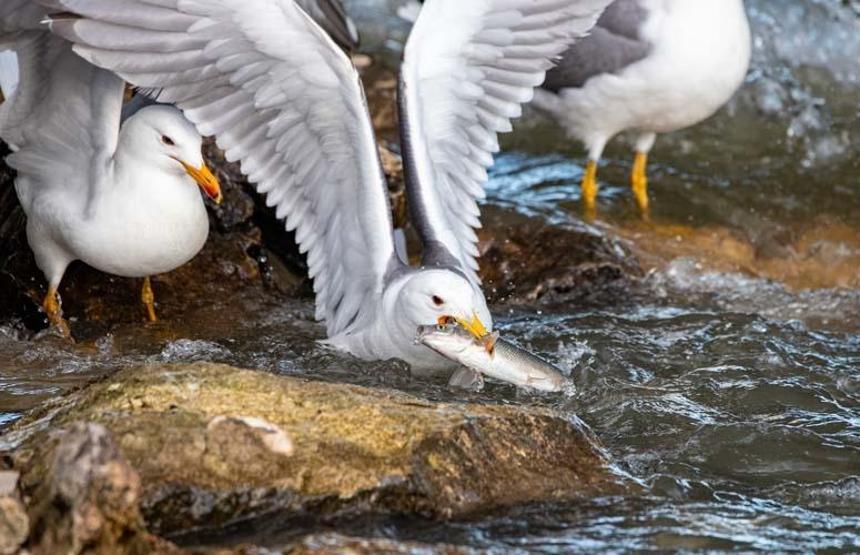 Vanda belgeselleri aratmayan görüntüler: İNCİ KEFALİNİN ÖLÜMLE YARIŞI