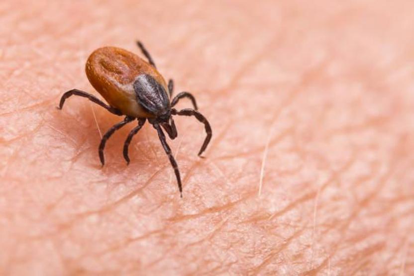 Keneyi yanlış çıkarmak ciddi risk oluşturabilir Uzman isim yapılması gerekenleri anlattı