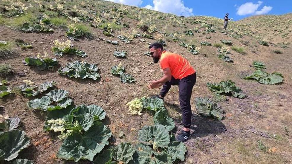 Ne Muz Ne Sebze Van’da Doğal Olarak Yetişen Bu Lezzete İlgi Büyük... Sabahın İlk Işıklarıyla Dağlara Akın Ediyorlar Talep Her Geçen Gün Artıyor