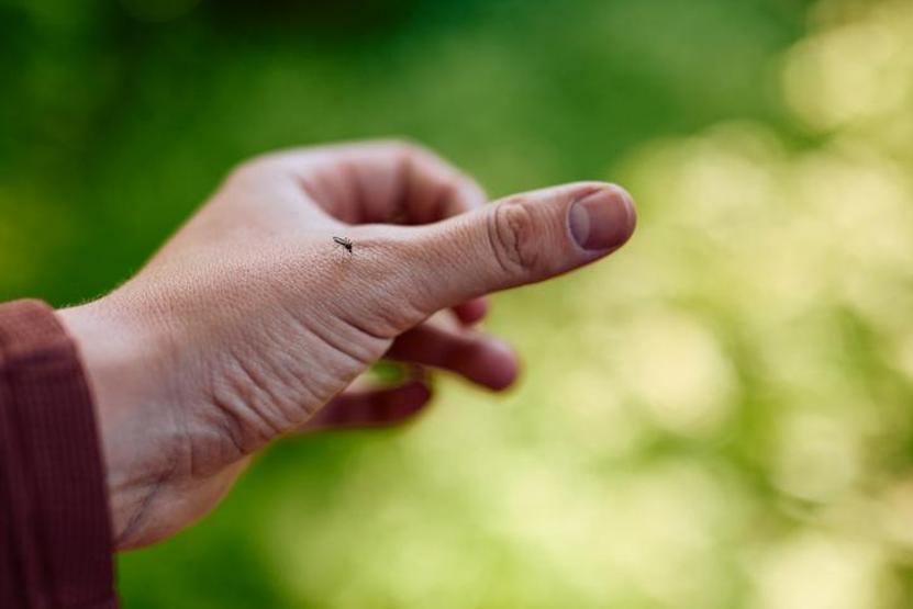 Sivrisinek kabusuna son Pencere kenarına koyun, sivrisineklerden kurtulun