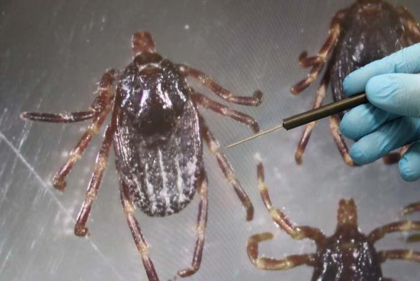 Sivasta 5 Kişi Hayatını Kaybetmişti... KKKA Hastalığında Şaşırtan Detay: Ölen 2 Kişide Kene Yapışma İzine Rastlanmadı İnsandan İnsana Bulaş Riski mi Var