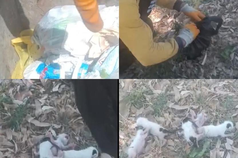 Temizlik görevlileri fark etti Poşete koyup çöpe atmışlar