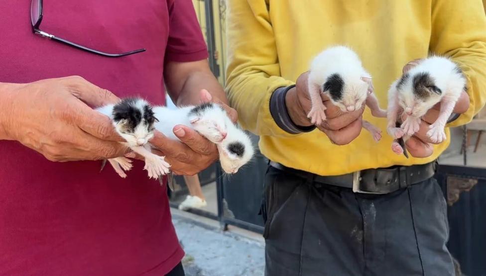 Temizlik görevlileri fark etti Poşete koyup çöpe atmışlar