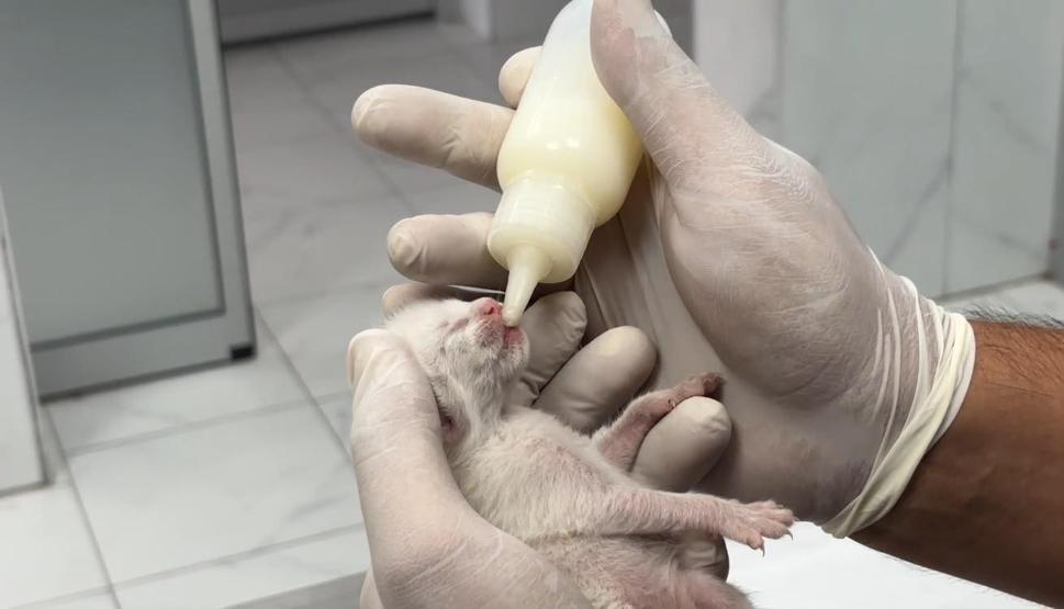 Temizlik görevlileri fark etti Poşete koyup çöpe atmışlar