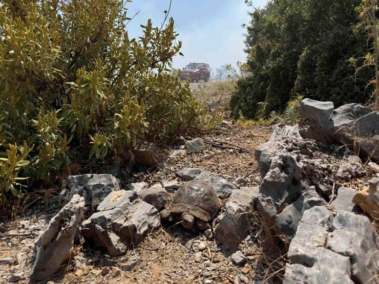 Görüntüler Muğladan: Alevlerden kaçan kaplumbağa, taşların arasına sığındı