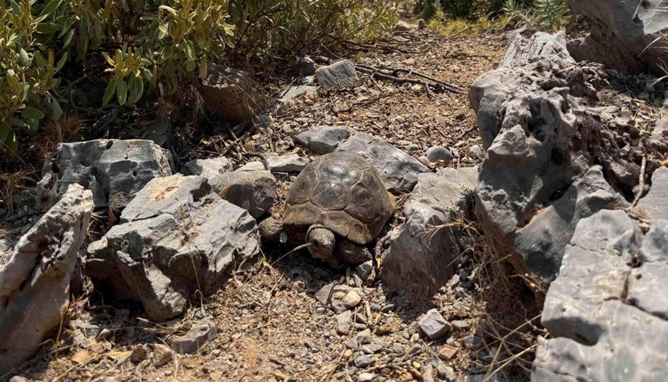 Görüntüler Muğladan: Alevlerden kaçan kaplumbağa, taşların arasına sığındı