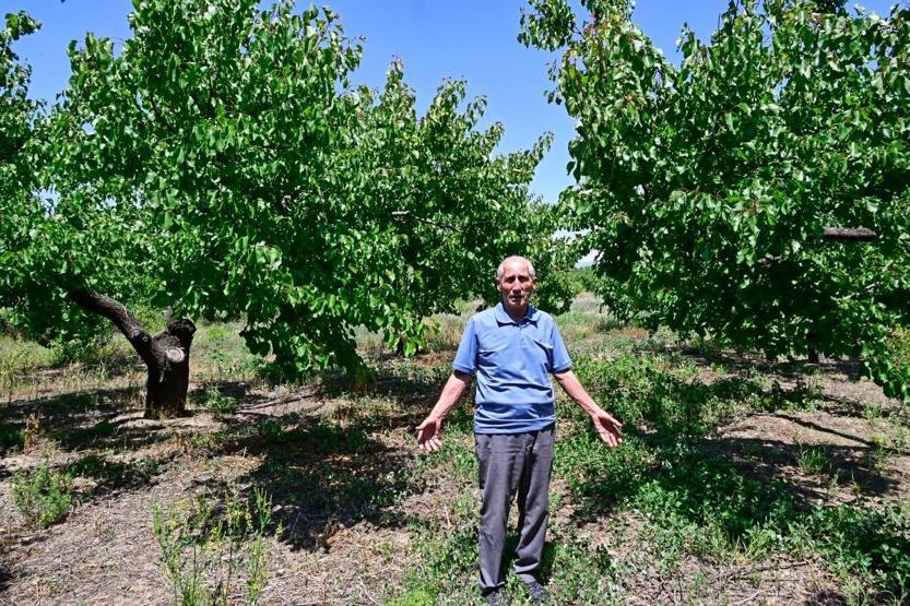 Gerilimin sembolü oldu Ermenistan ile Rusya arasındaki kriz tarıma sıçradı: Çiftçiler isyanda…