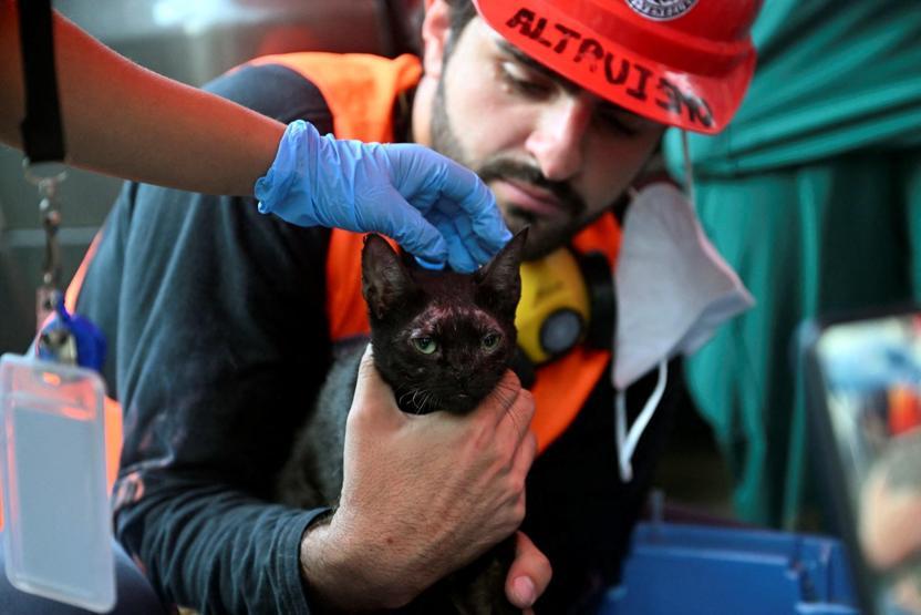 Felaketin üzerinden 25 gün geçti: Venezuelada enkazın altında kalan kedi kurtarıldı
