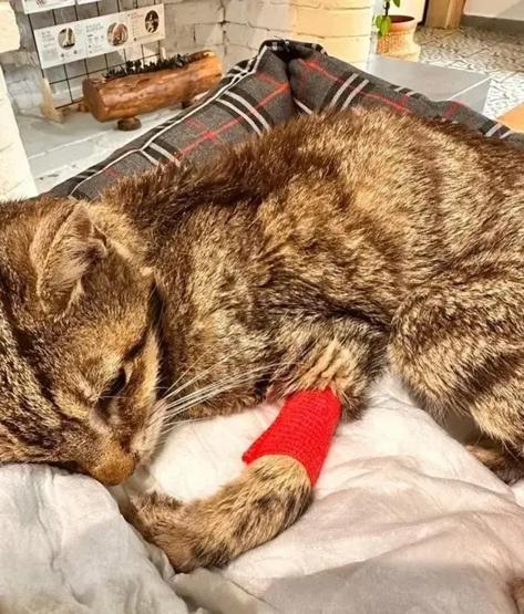 19 Yıldır Yanından Ayırmıyordu Perihan Savaşı Yasa Boğan Kayıp: Şimdi Melek Oldun