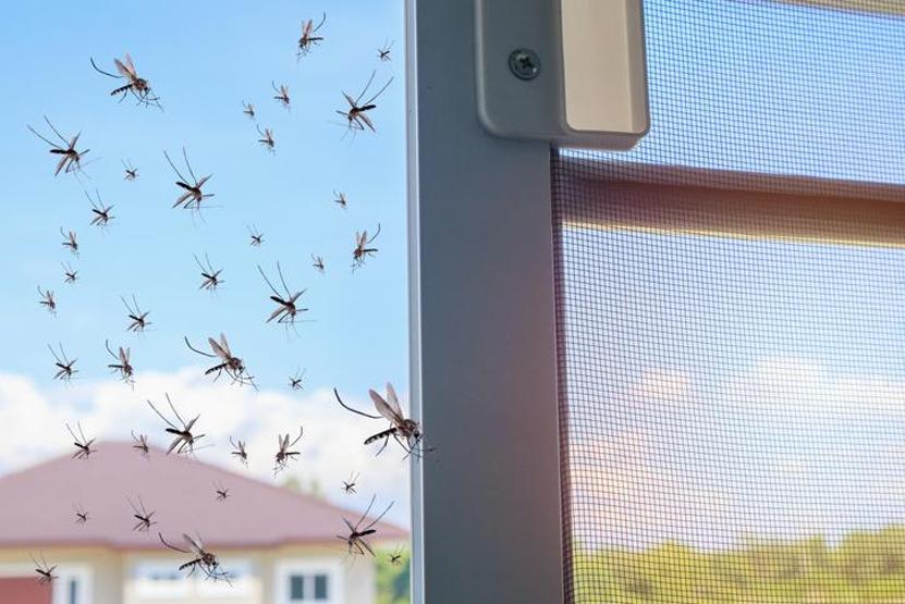 Sivrisinekleri ne kaçırır Yaz akşamlarının büyük kabusuna son veren 5 etkili yöntem