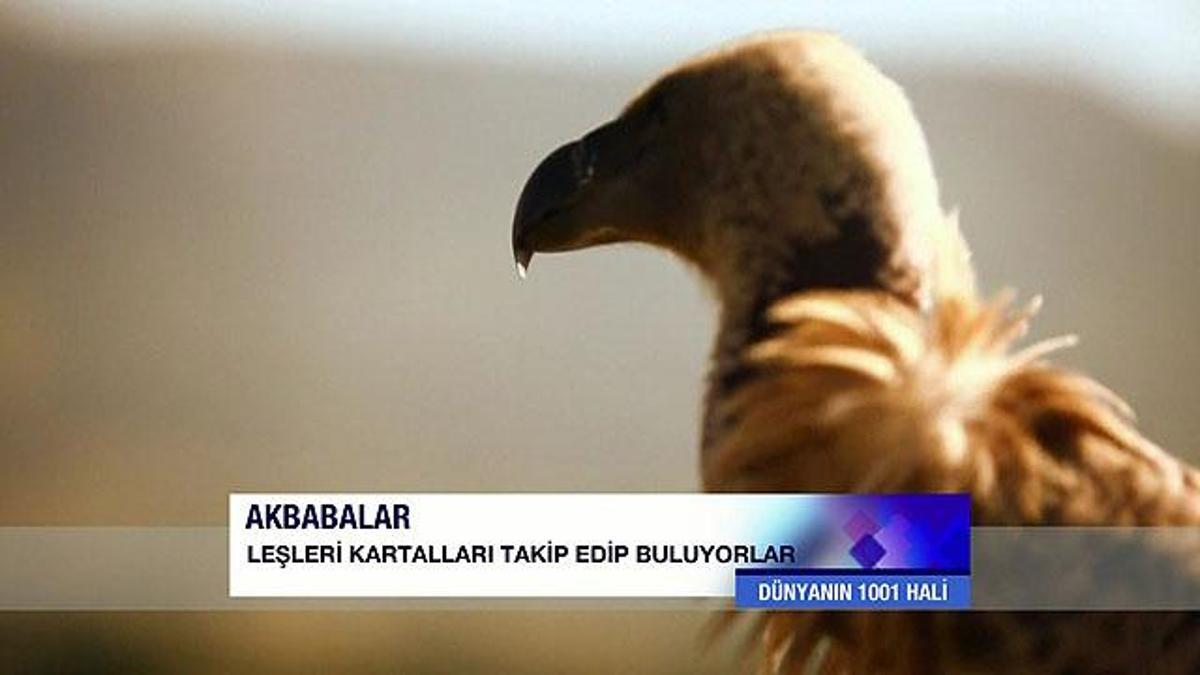 Akbabalar