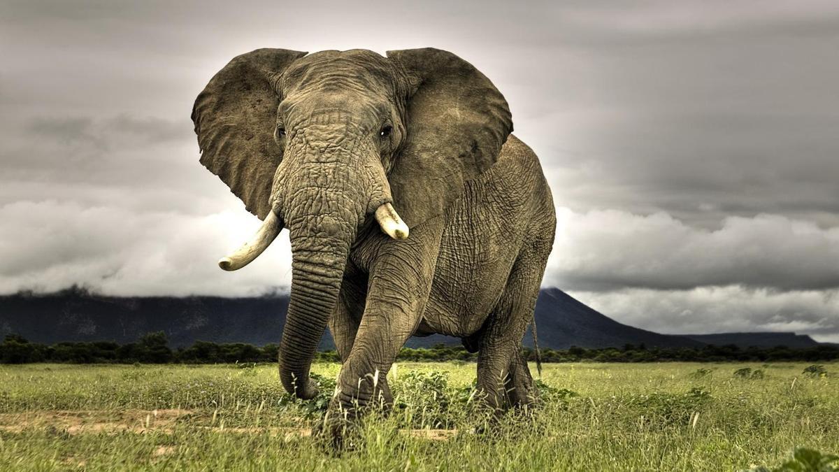 Dünya fil gününde filler hakkında bilinmeyenler