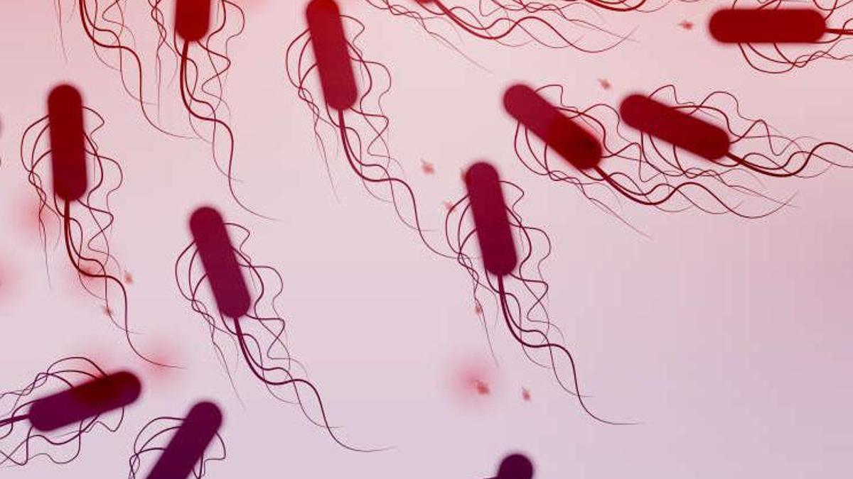 Эшерихии рисунок микробиология. Эшерихии гифки. Что это escherichia coli 10 6. Escherichia coli антибиотики. Уропатогенная кишечная палочка.