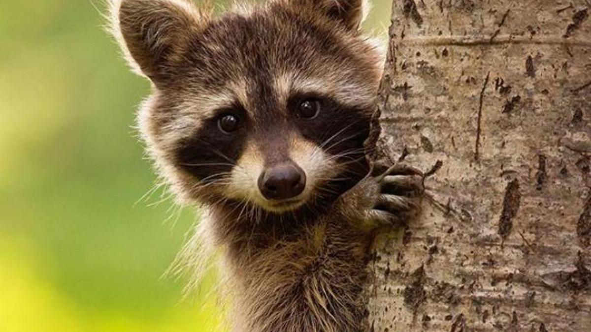 Tas Rakun Ne bulursa yiyen sevimli zeka küpü: Rakun - Güncel Haberler Son Dakika