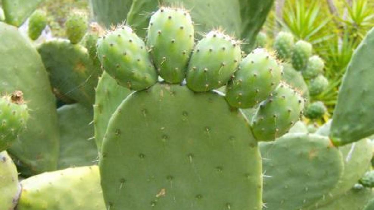 welchen dünger für monstera Bio Monstera Erde main image 0