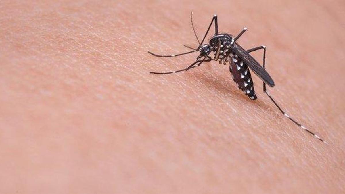 Sivrisinek sokmasına ne iyi gelir? Sivrisinek ısırmasına ne iyi gelir? Sivrisinek ısırığı kaşıntısı nasıl geçirir, neden şişer? Koruyucu doğal yöntemler! - Sağlık Haberleri