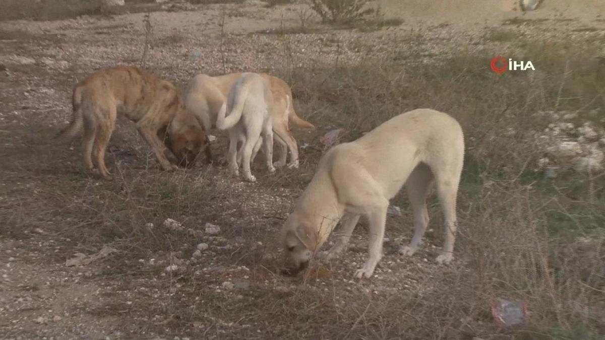 Saldırgan köpek sorunu nasıl çözülecek?