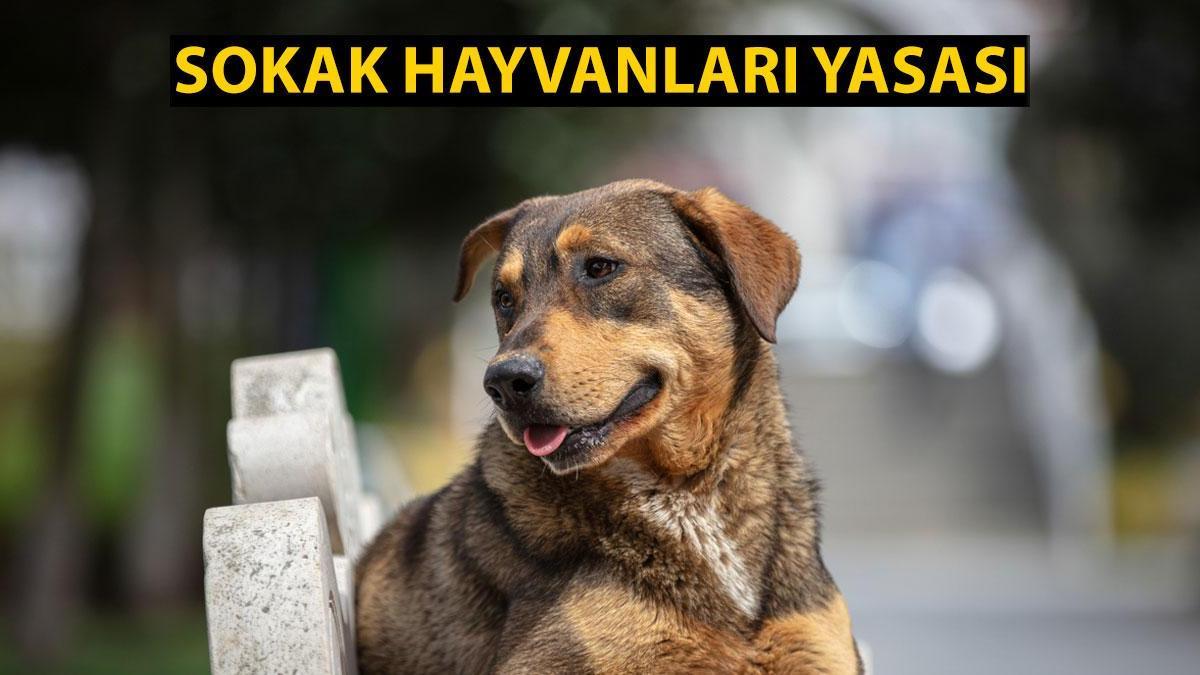 Sokak hayvanları kanun teklifi 5. ve 9. maddeleri: Sahipsiz hayvan yasası maddeleri neler?