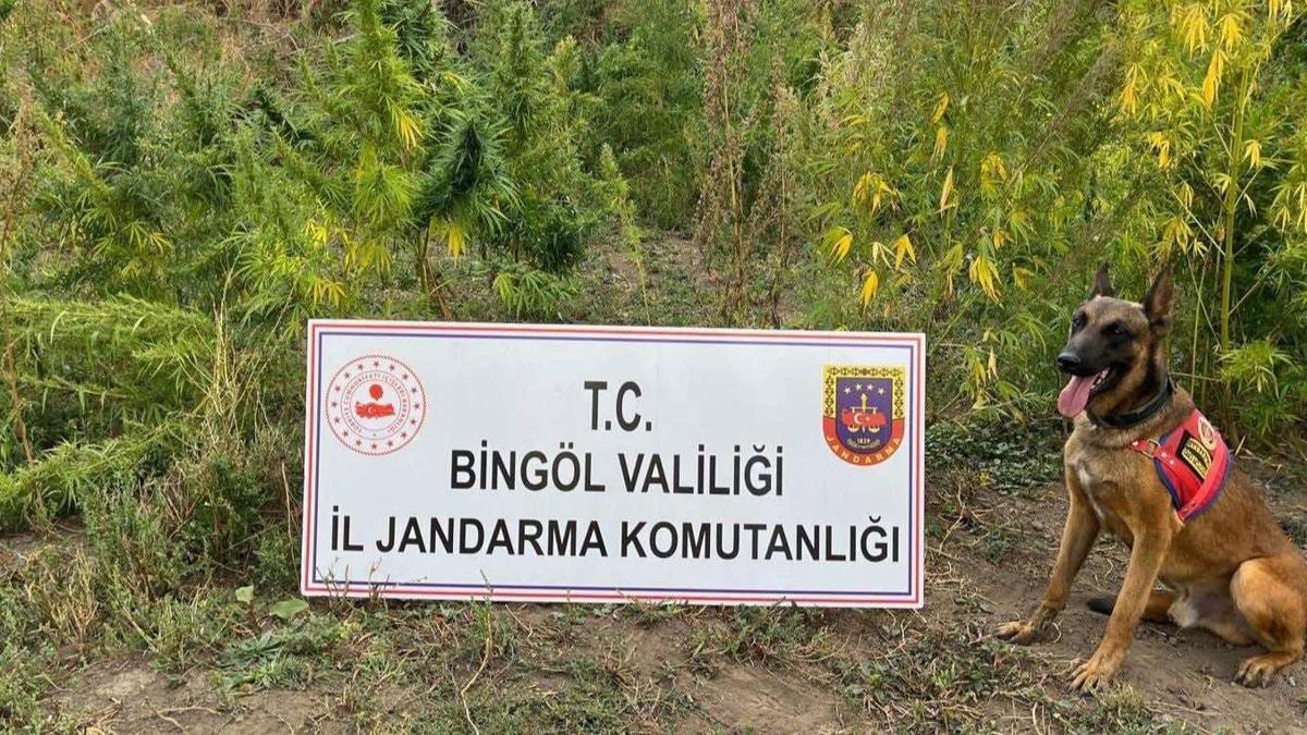 Bingöl'de 5 bin 162 kök kenevir ele geçirildi