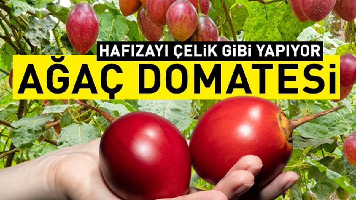 Ağaç domatesi olarak da biliniyor! Tam bir sağlık deposu! E ve C vitaminleri, beta karoten, kalsiyum , potasyum…