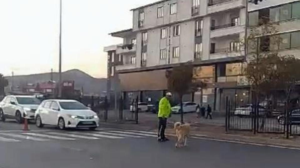 Polis, sokak köpeğinin karşıya geçmesi için trafiği durdurdu