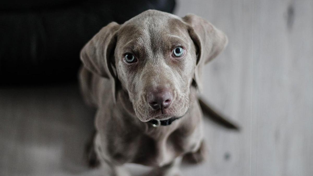 ABD'de 19 eyalette salmonella riski alarmı: Köpek mamaları geri çağırıldı