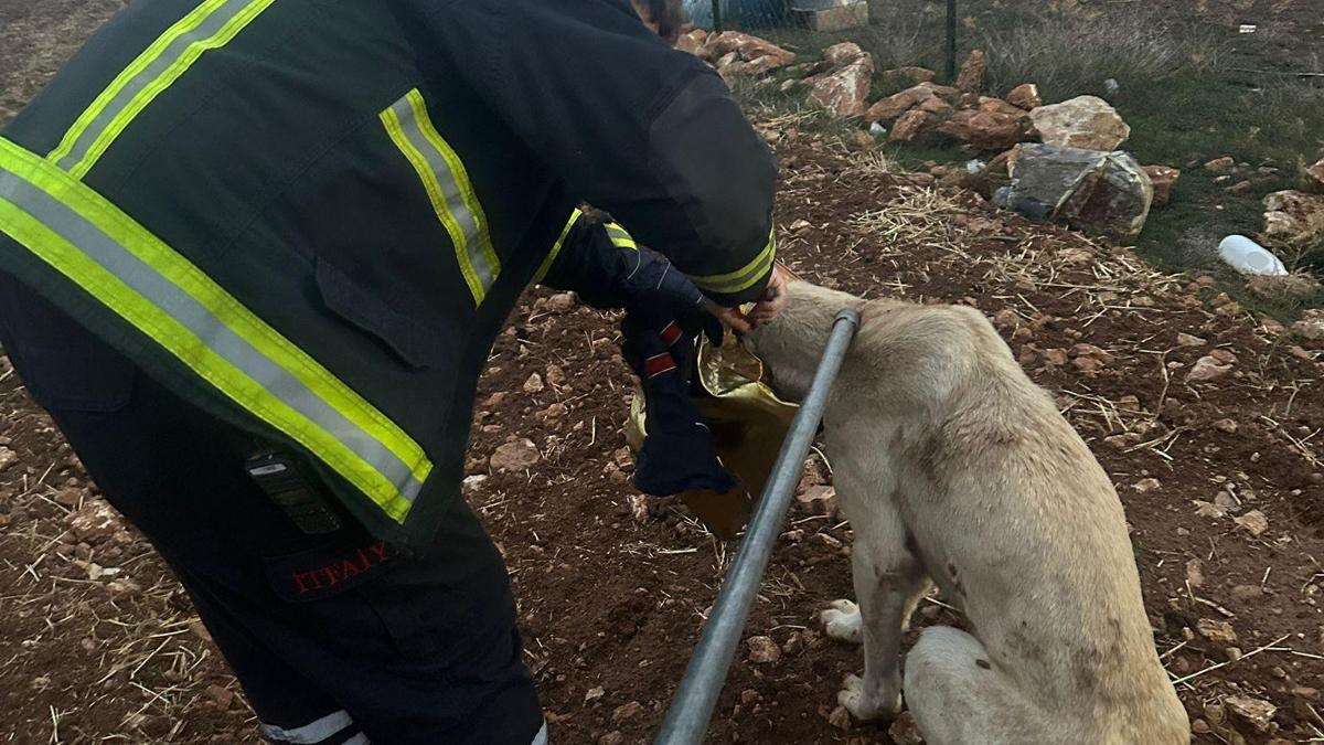 Mardin'de başı tenekeye sıkışan köpeği itfaiye kurtarıldı