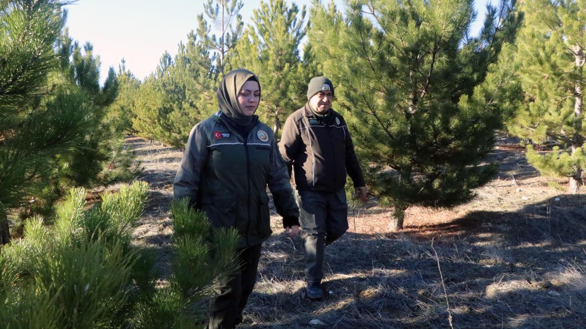 Ormanda, 'yılbaşı ağacı' nöbeti