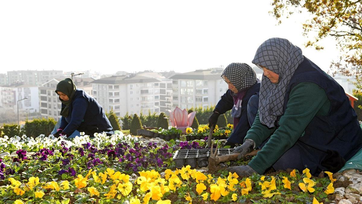 Bursa'da 300 bin kış çiçeği toprakla buluşuyor