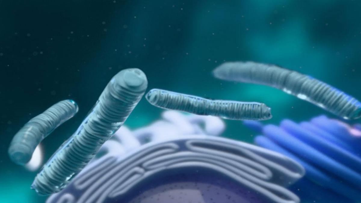 Golgi Cisimciği Nedir? Golgi Cisimciğinin Görevleri, Özellikleri ve Bulunduğu Hücreler Nelerdir?