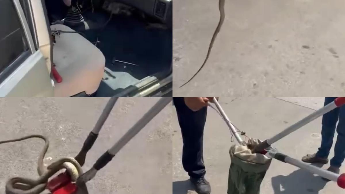 Hastane bahçesinde büyük panik: Otomobilden yılan çıktı