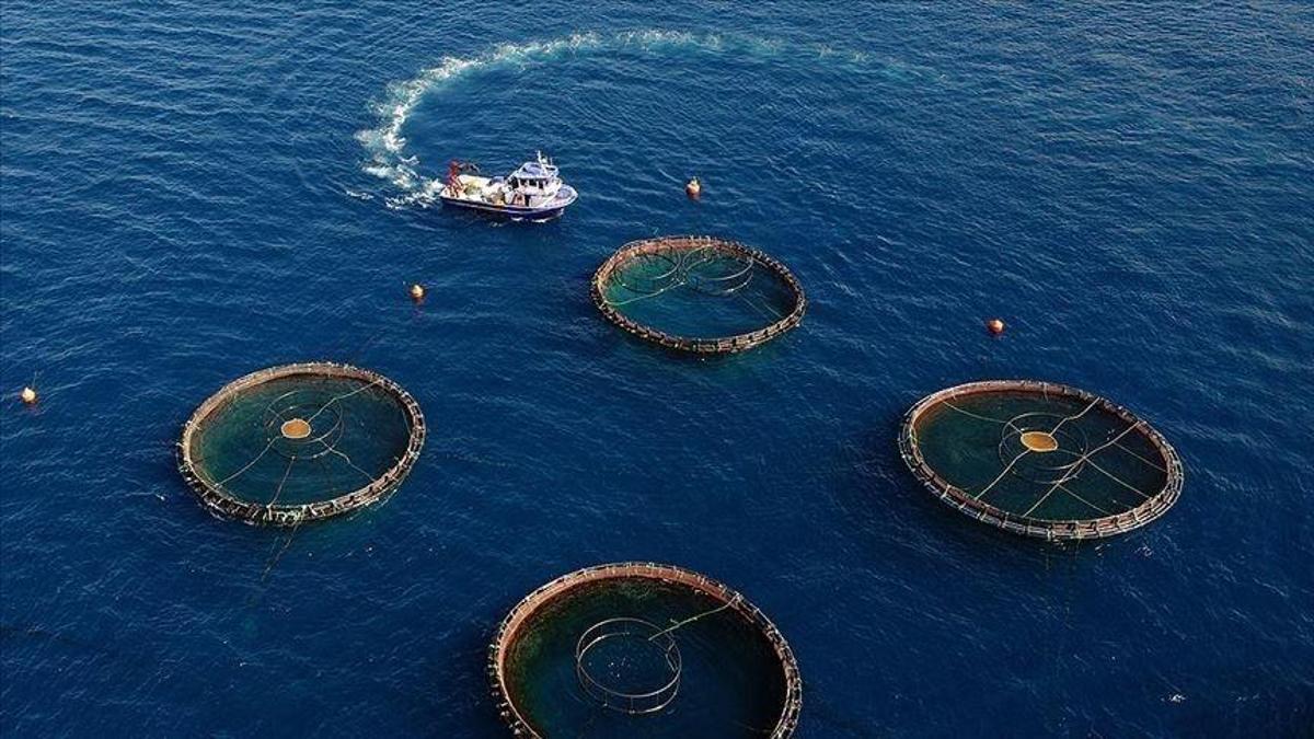 Doğu Karadeniz’den beş ayda 70 milyon dolarlık su ürünü ihracatı