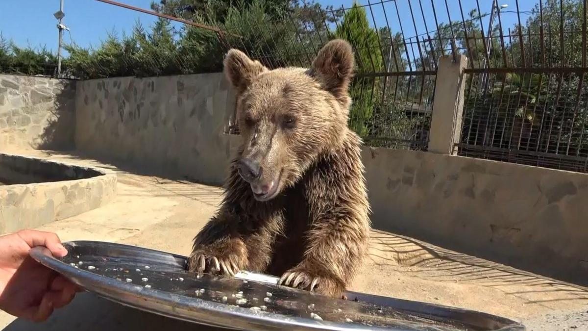 Hastanelik olan Ayı Okan sağlığına kavuştu! İsmi nereden geliyor? İşte o komik hikaye