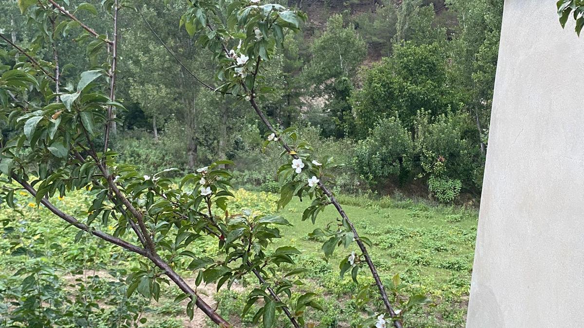 Feke'de erik ağacı eylül ayında çiçek açtı