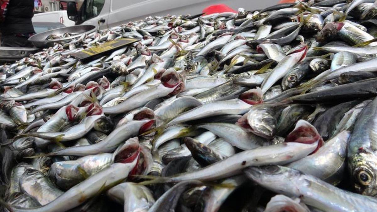 Av yasağı bitince tezgahlar istavritle doldu