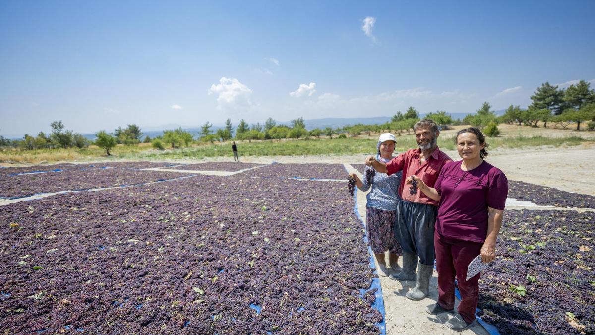 Coğrafi işaret tescilli Gülnar Kuş Üzümü çiftçinin yüzünü güldürüyor