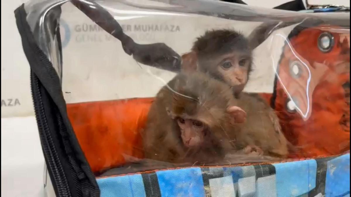 Habur Gümrük Kapısı'nda 3 şahin ve 2 makak maymunu ele geçirildi