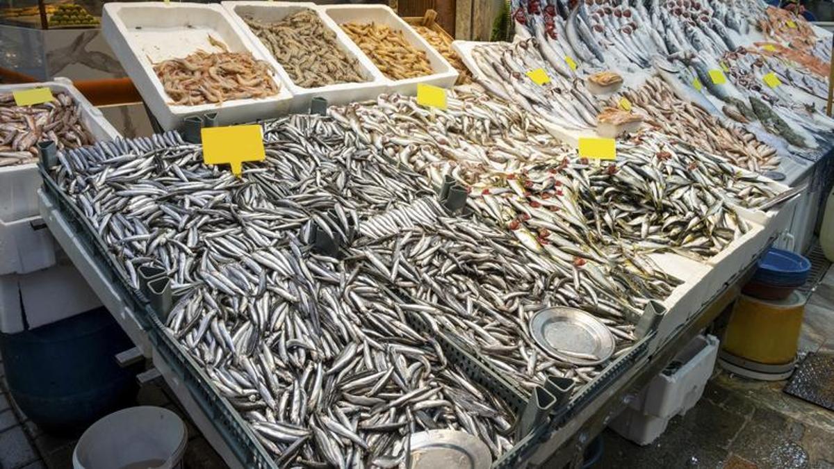 2025 Balık sezonu açıldı... Hamsi bolluğu kapıda